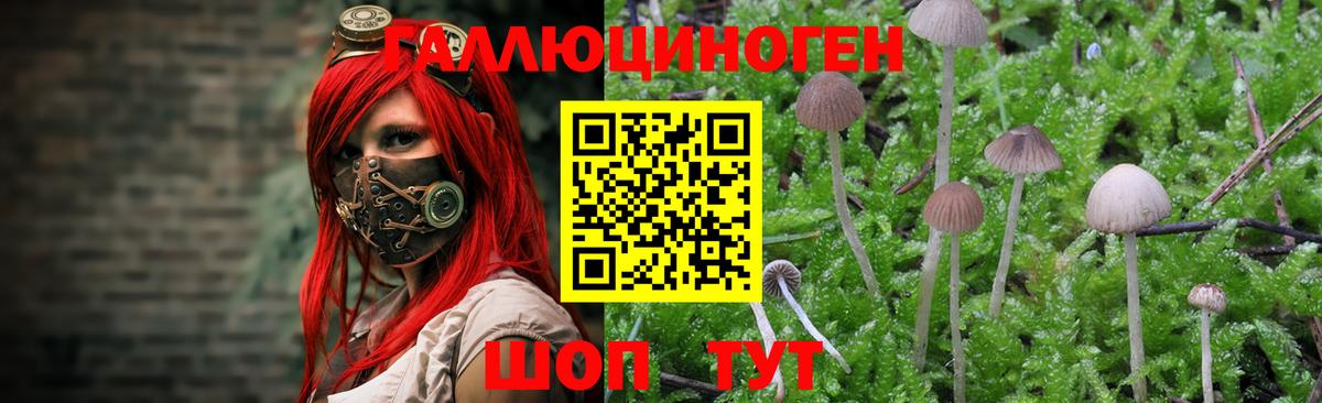 Псилоцибиновые грибы Psilocybine cubensis  Псилоцибиновые грибы Psilocybe  Вход с VPN  Бор 